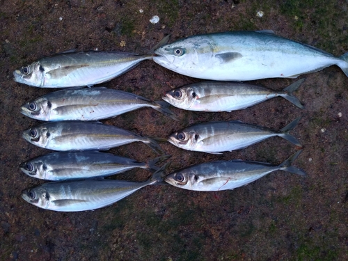 アジの釣果