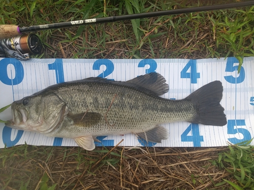 ブラックバスの釣果