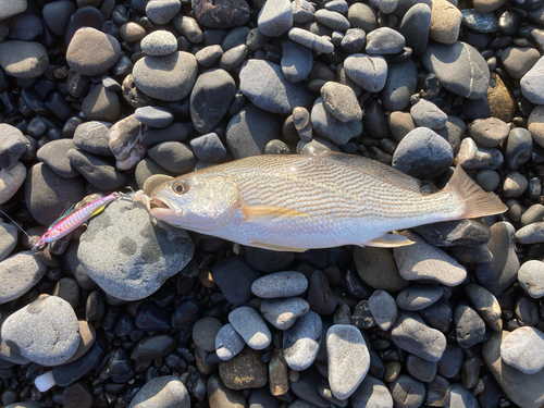 ニベの釣果