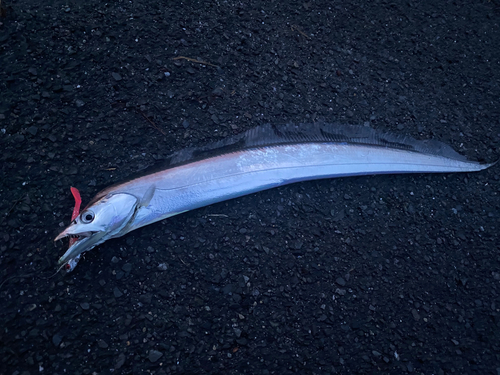 タチウオの釣果