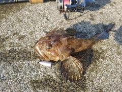 カジカの釣果