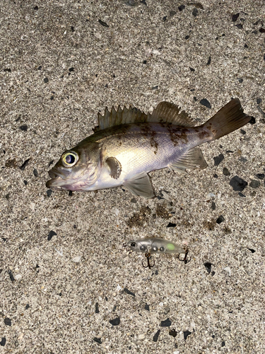 メバルの釣果