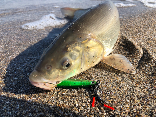 ウグイの釣果