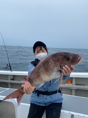 マダイの釣果