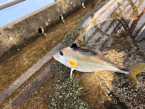 ギマの釣果