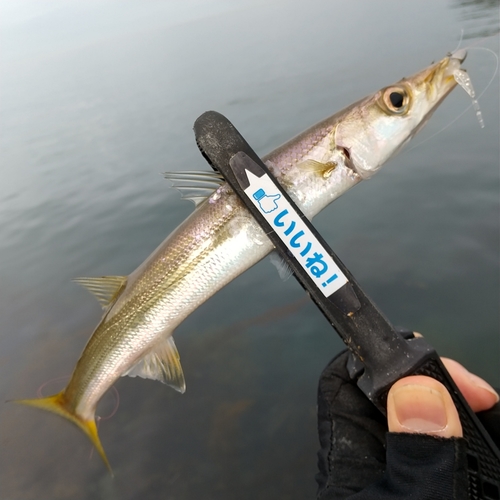 カマスの釣果