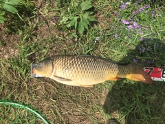 コイの釣果