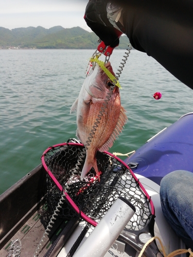 マダイの釣果