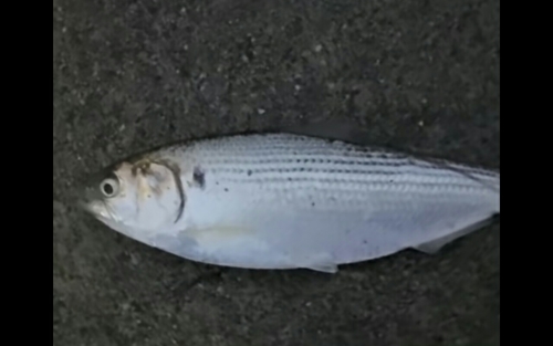 コノシロの釣果