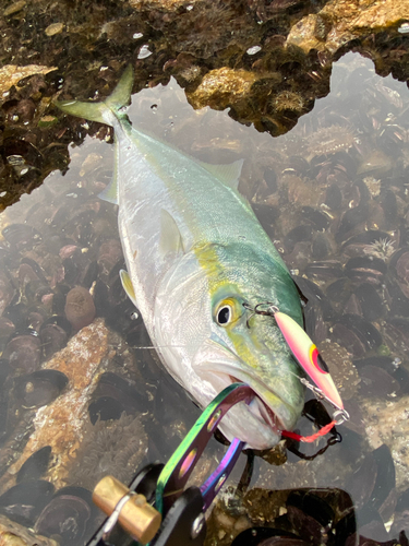 イナダの釣果