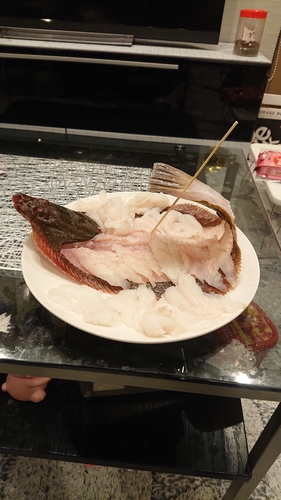 カレイの釣果