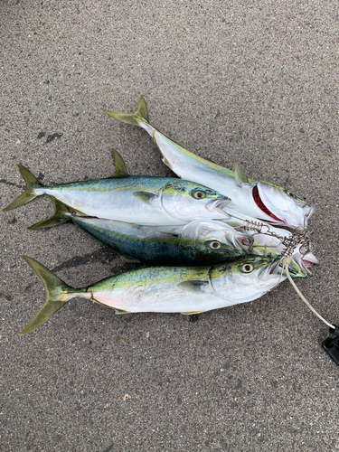 イナダの釣果