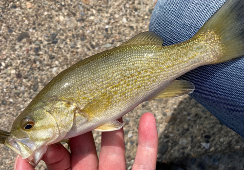 スモールマウスバスの釣果