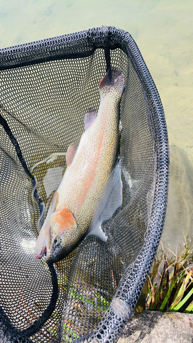 ニジマスの釣果