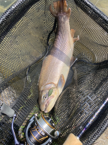 イワナの釣果