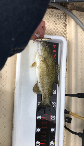 スモールマウスバスの釣果