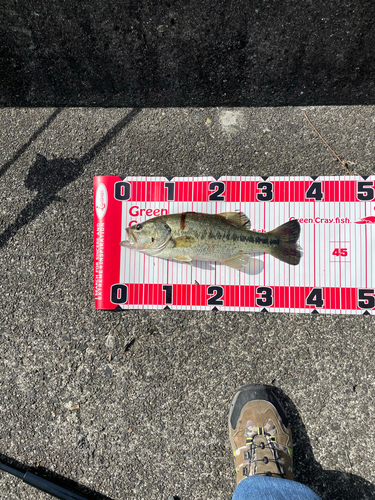 ブラックバスの釣果