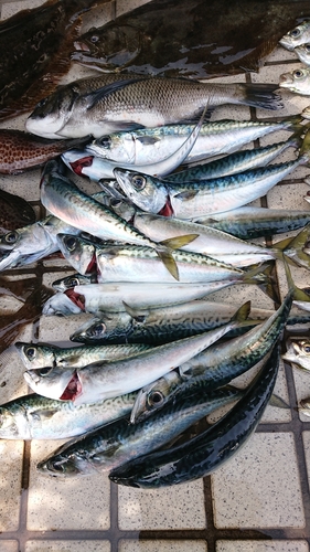 サバの釣果