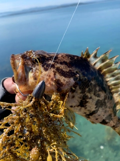 タケノコメバルの釣果