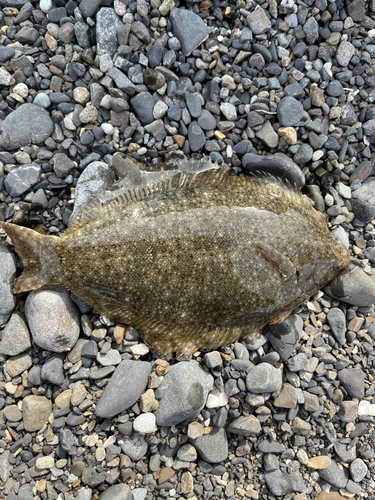 カレイの釣果