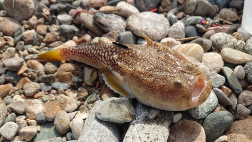 キビレミシマの釣果