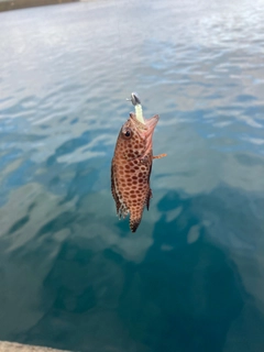 ハタの釣果