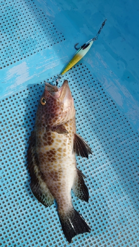 オオモンハタの釣果