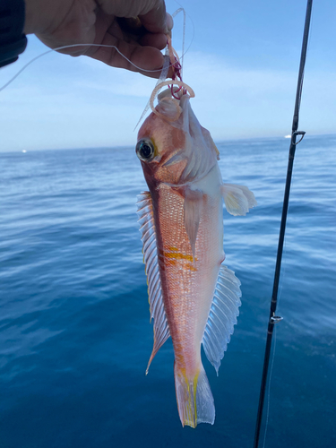 アマダイの釣果