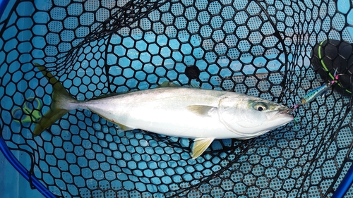 ハマチの釣果