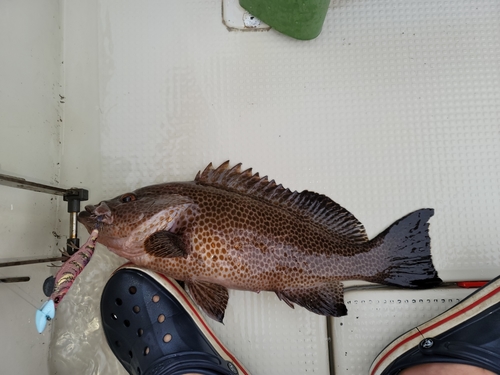 オオモンハタの釣果