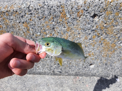 ワカシの釣果