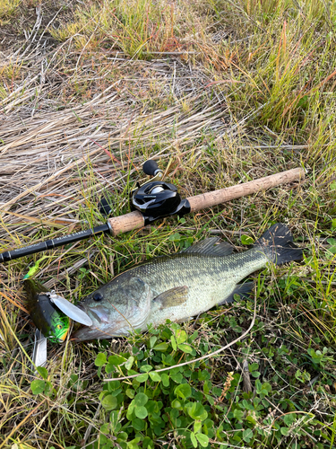 ラージマウスバスの釣果