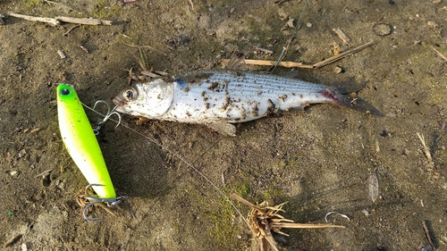 コノシロの釣果