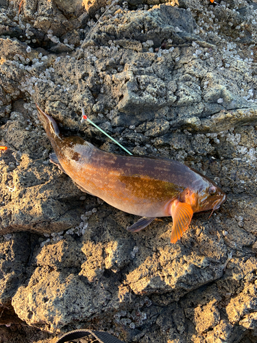 アイナメの釣果