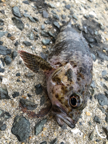 釣果