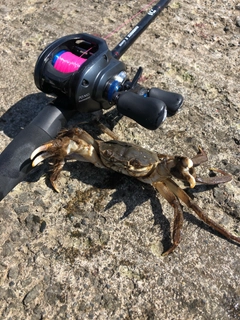 モクズガニの釣果