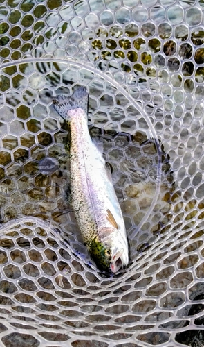 ニジマスの釣果