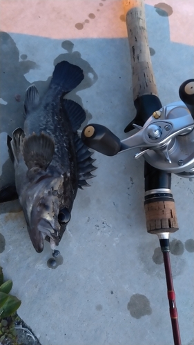 ソイの釣果