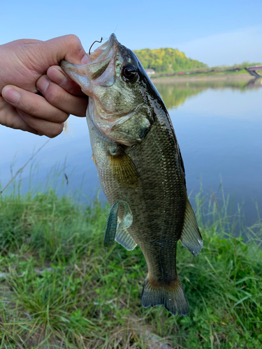 ラージマウスバスの釣果