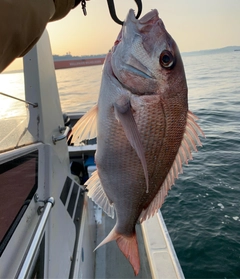 マダイの釣果