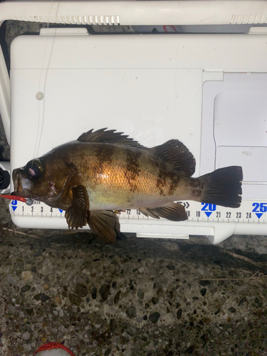 メバルの釣果