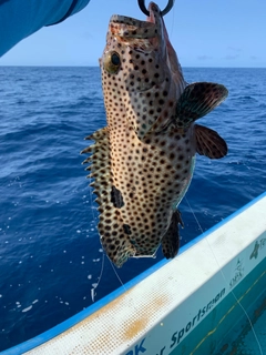 ヒレグロハタの釣果