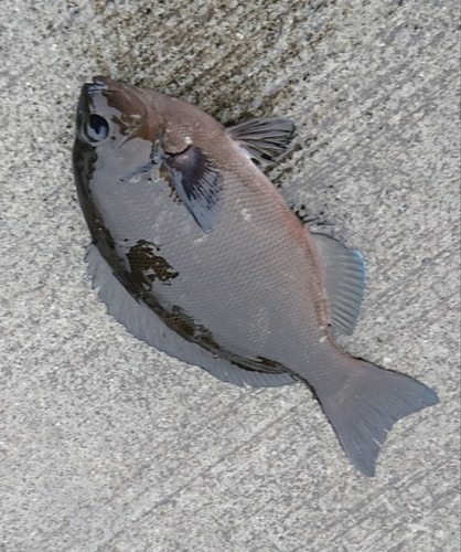 メジナの釣果