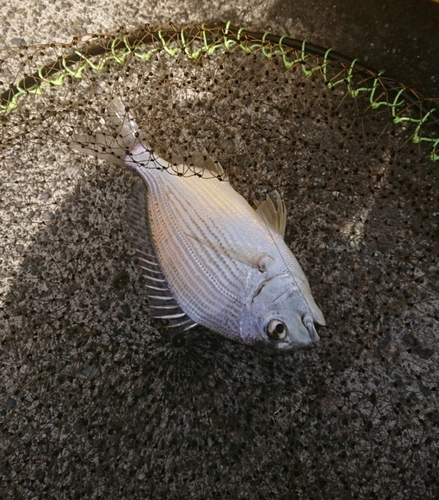 ヘダイの釣果