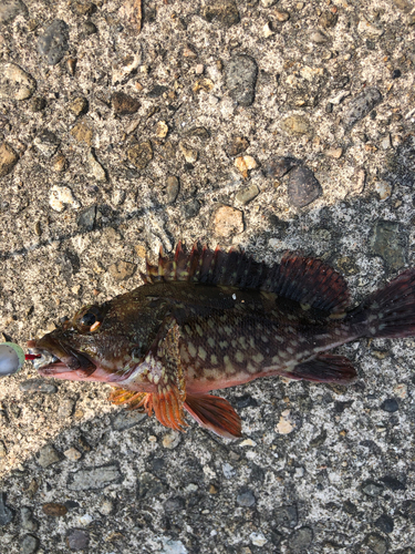 カサゴの釣果