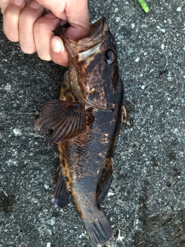 タケノコメバルの釣果