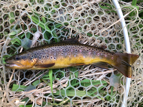 ブラウントラウトの釣果