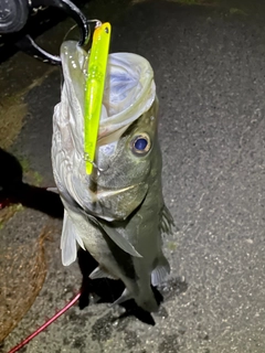 シーバスの釣果