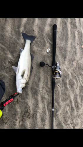 フッコ（マルスズキ）の釣果