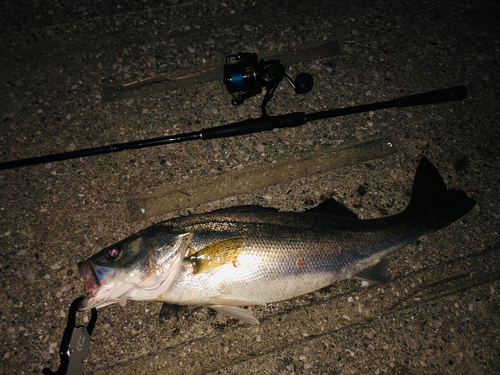 シーバスの釣果